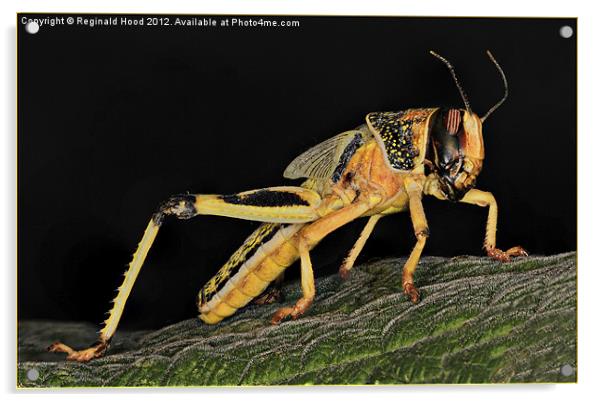 Locust Acrylic by Reginald Hood
