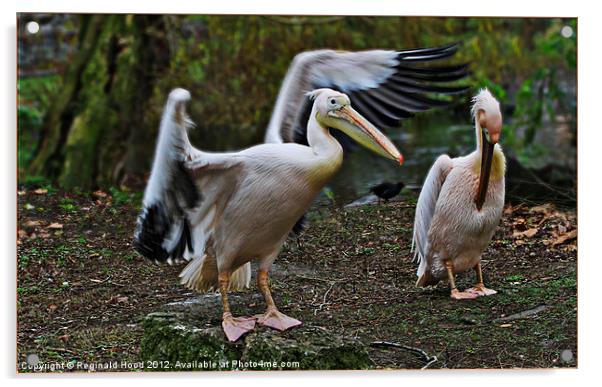 Pelicans Acrylic by Reginald Hood