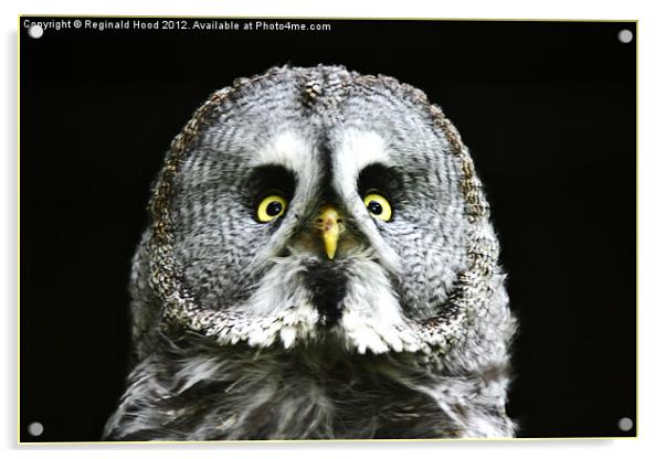 great grey owl Acrylic by Reginald Hood
