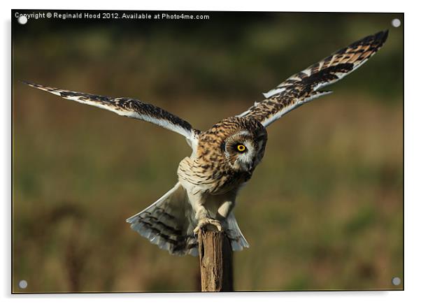 Short Eared Owl Acrylic by Reginald Hood