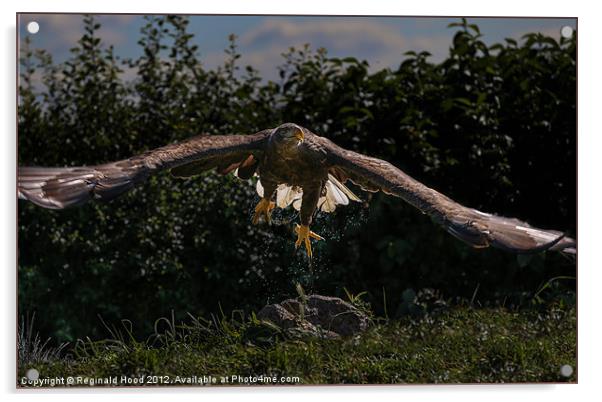 White Tailed Norwegian Fish Eagle Acrylic by Reginald Hood