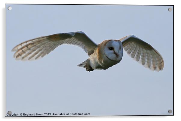 Barn Owl Acrylic by Reginald Hood