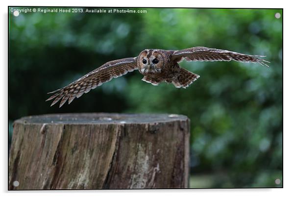 Tawny Owl Acrylic by Reginald Hood