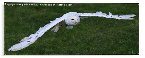 Snowy Owl Acrylic by Reginald Hood