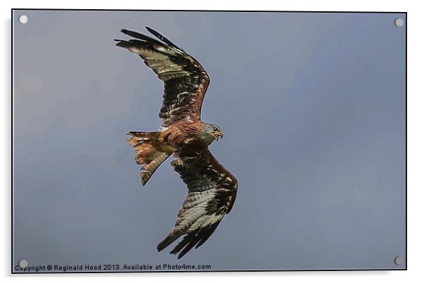 Red Kite Acrylic by Reginald Hood