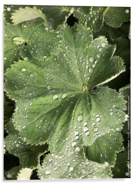 Alchemilla Raindrops Acrylic by Penelope Hellyer