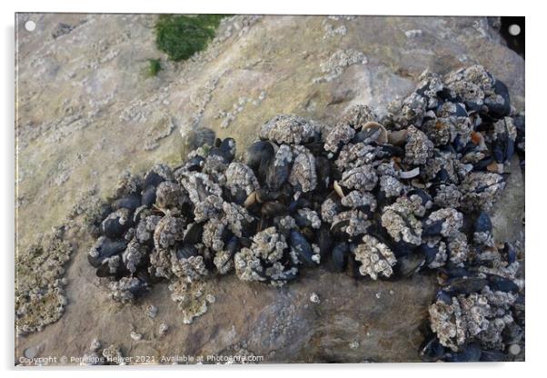 Clustering mussels and barnacles Acrylic by Penelope Hellyer