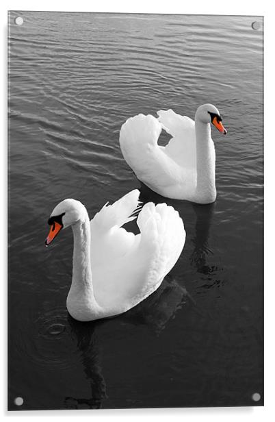 Swans at Gartmorn Acrylic by Jim Bryce