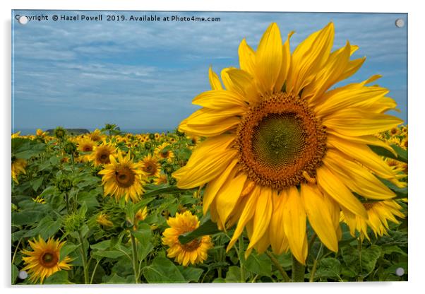 Sunflowers Acrylic by Hazel Powell