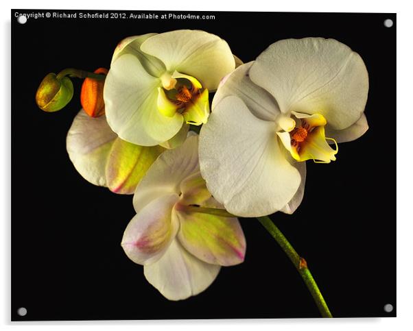 White Orchid On Black Acrylic by Richard Schofield