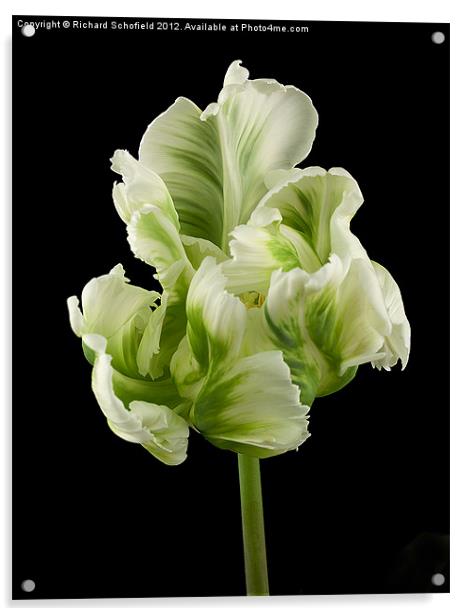Tulipa Super Parrot Acrylic by Richard Schofield