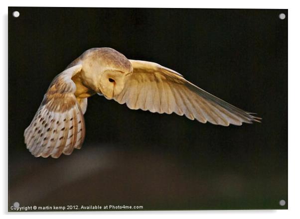 Night Owl Acrylic by Martin Kemp Wildlife