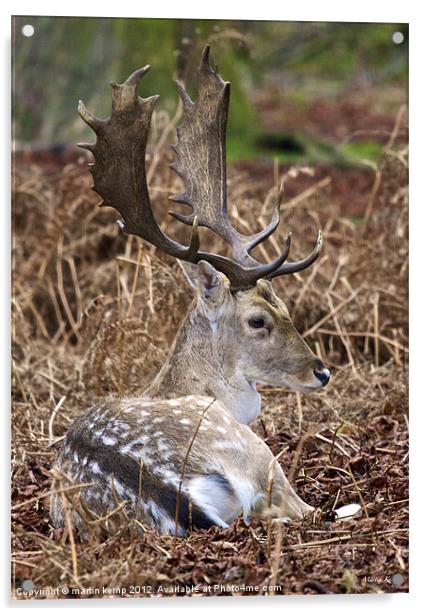 Fallow Deer Acrylic by Martin Kemp Wildlife