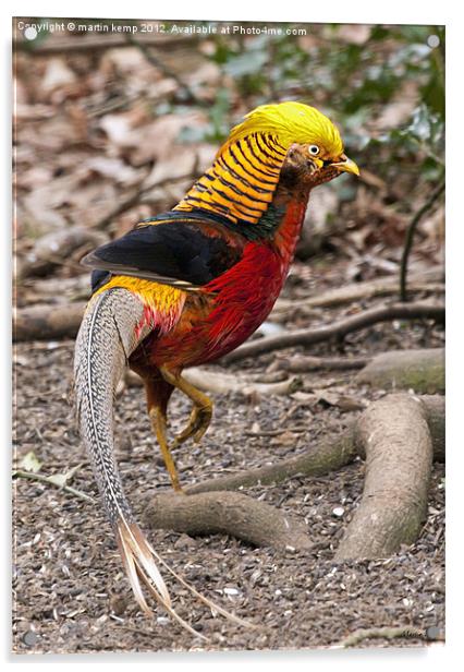 Golden Pheasant Acrylic by Martin Kemp Wildlife