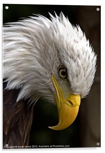 Eagles Eye Acrylic by Martin Kemp Wildlife