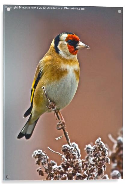 Goldfinch Acrylic by Martin Kemp Wildlife