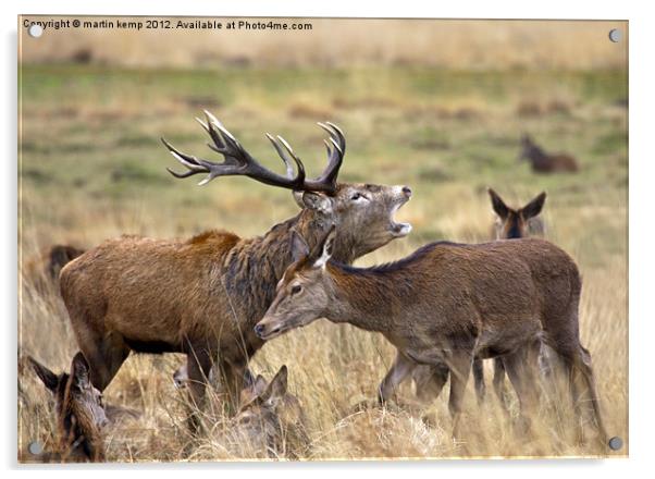 Red Deer Acrylic by Martin Kemp Wildlife