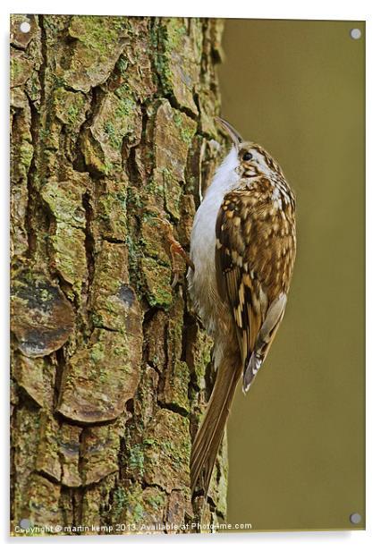 Treecreeper Acrylic by Martin Kemp Wildlife