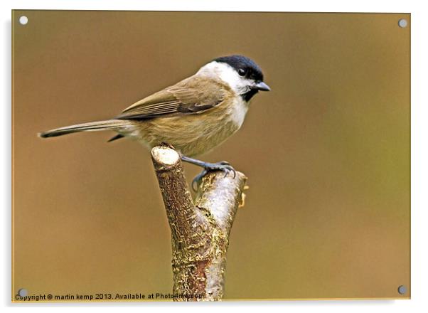 Marsh Tit Acrylic by Martin Kemp Wildlife