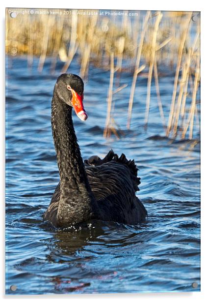 Black Swan  Acrylic by Martin Kemp Wildlife