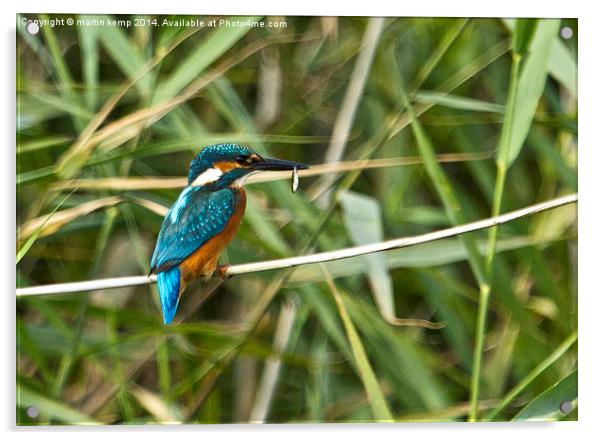  Kingfisher With A Snack Acrylic by Martin Kemp Wildlife