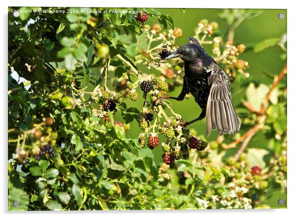  Pinching The Blackberries Acrylic by Martin Kemp Wildlife