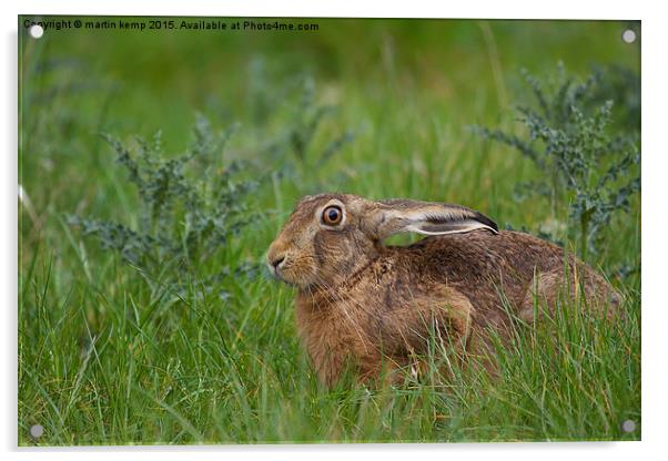Brown Hare  Acrylic by Martin Kemp Wildlife