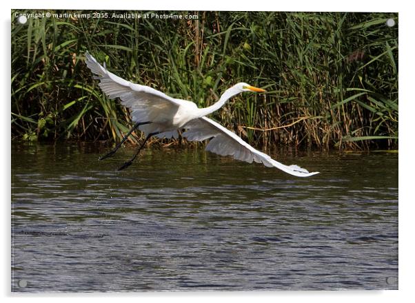 Great White Egret in Flight  Acrylic by Martin Kemp Wildlife