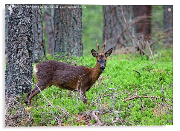 Roe Deer Stag   Acrylic by Martin Kemp Wildlife