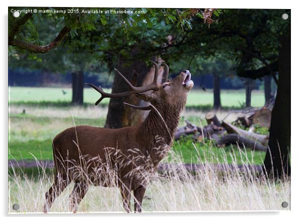 Roaring Stag   Acrylic by Martin Kemp Wildlife