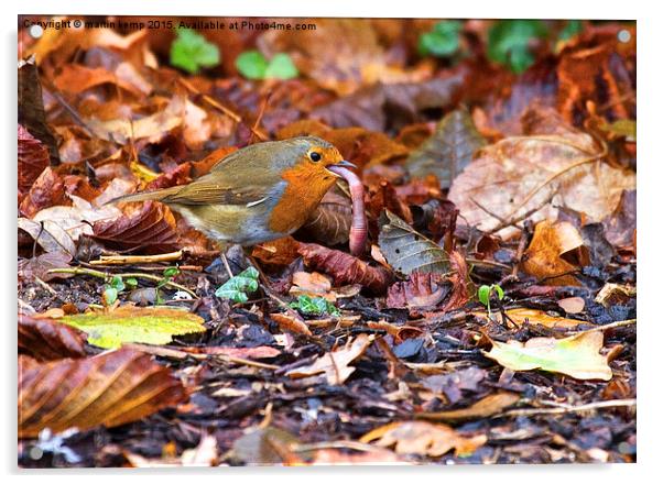 Robin with Worm  Acrylic by Martin Kemp Wildlife