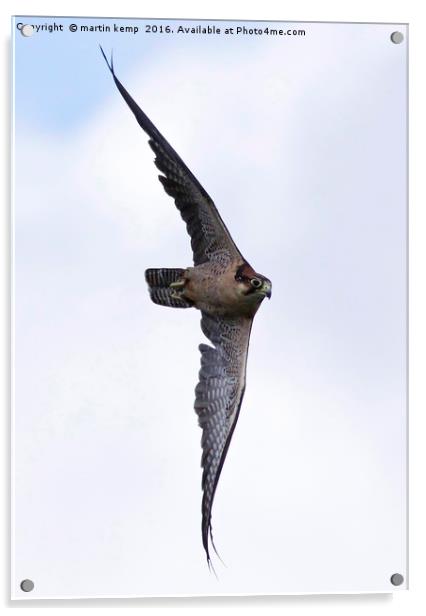 Peregrine Falcon  Acrylic by Martin Kemp Wildlife