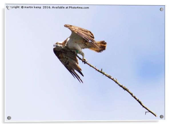 Osprey With Big Branch Acrylic by Martin Kemp Wildlife