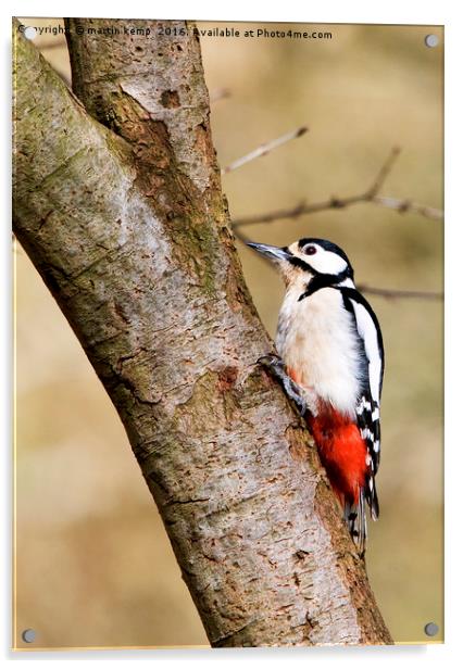 Great Spotted Woodpecker Acrylic by Martin Kemp Wildlife