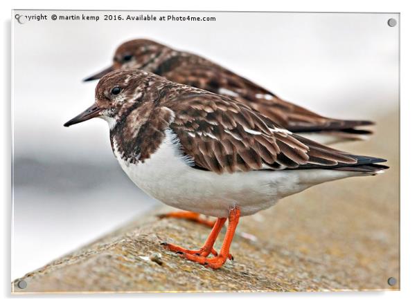 Turnstone Acrylic by Martin Kemp Wildlife