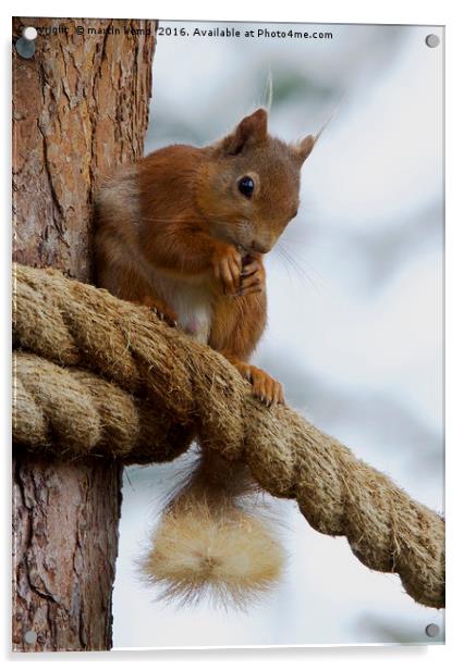 Red Squirrel on the Ropes Acrylic by Martin Kemp Wildlife