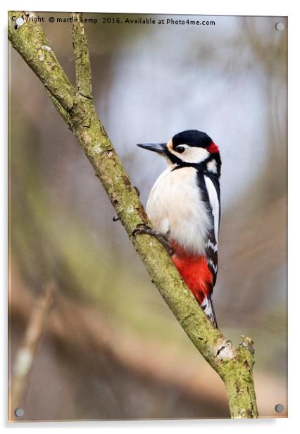 Male Great Spotted Woodpecker Acrylic by Martin Kemp Wildlife