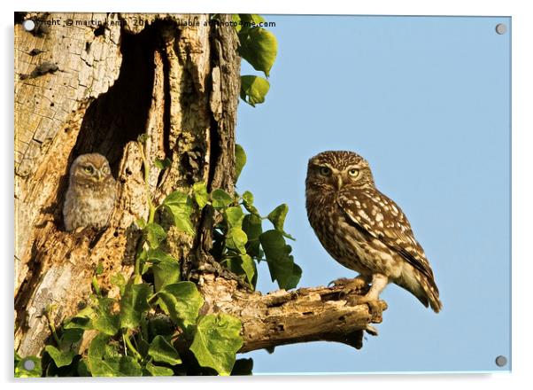 Little Owl Looking For Mum Acrylic by Martin Kemp Wildlife