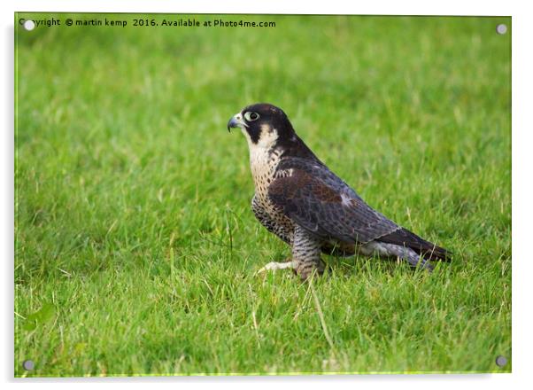 Peregrine Falcon 2 Acrylic by Martin Kemp Wildlife