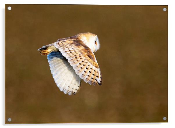 Barn Owl in Flight 2 Acrylic by Martin Kemp Wildlife