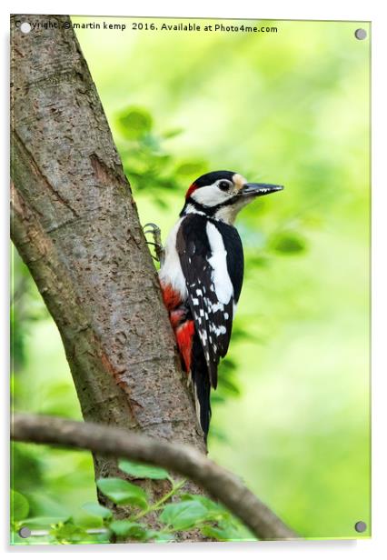Great Spotted Woodpecker 2 Acrylic by Martin Kemp Wildlife