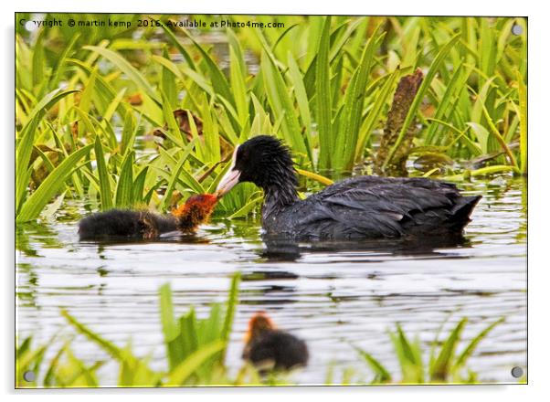 Coot With Chick Acrylic by Martin Kemp Wildlife