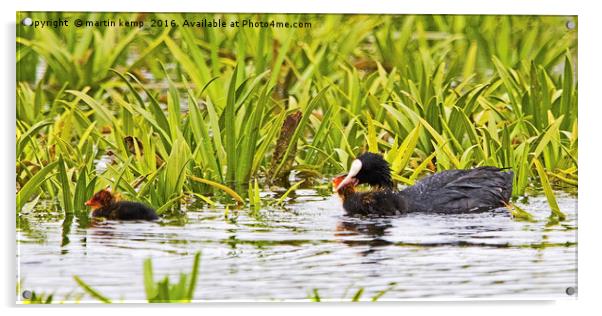 Coot Moving Chick Acrylic by Martin Kemp Wildlife