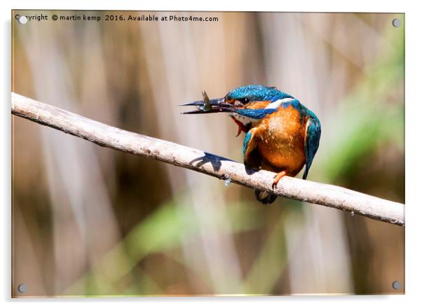 Kingfisher With Fish Acrylic by Martin Kemp Wildlife