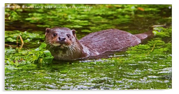Otter 3 Acrylic by Martin Kemp Wildlife