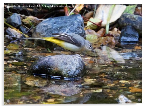 Grey Wagtail 2 Acrylic by Martin Kemp Wildlife