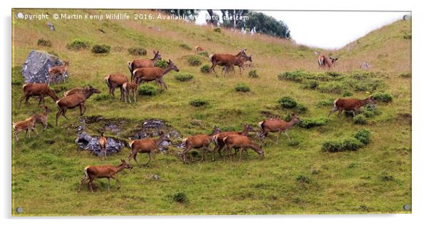 Red Deer Hind's 2 Acrylic by Martin Kemp Wildlife