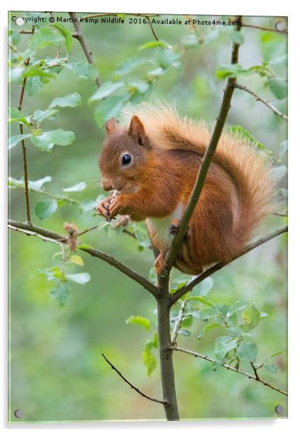 Red Squirrel  Acrylic by Martin Kemp Wildlife
