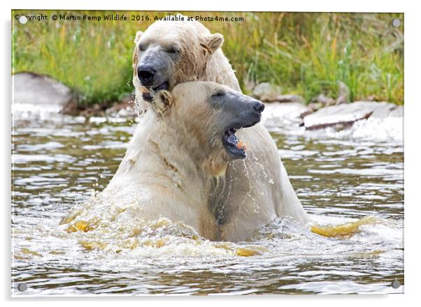 Polarbear's Play Fighting in Lake Acrylic by Martin Kemp Wildlife