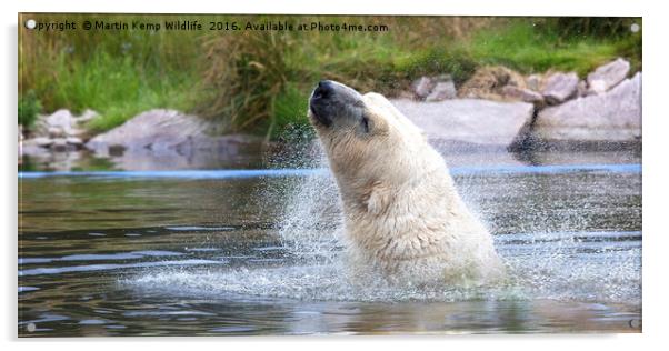 Polarbear Having a Shake in the Lake Acrylic by Martin Kemp Wildlife